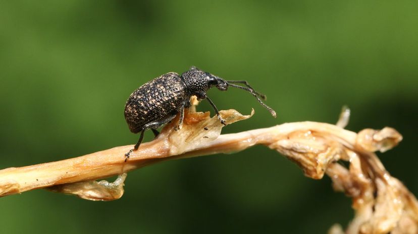 Wheat Weevil