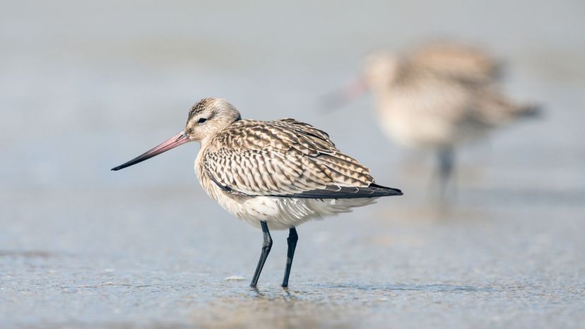 Bar-tailed godwit