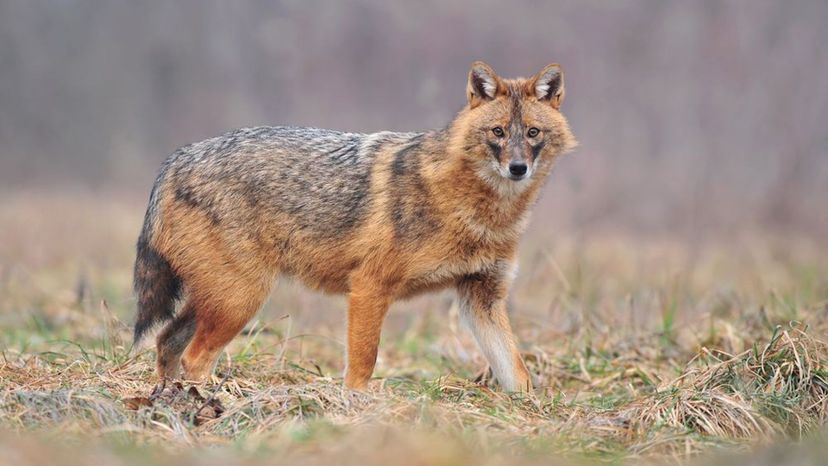 Golden Jackal