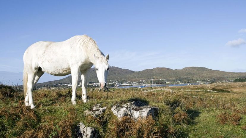 Connemara Pony