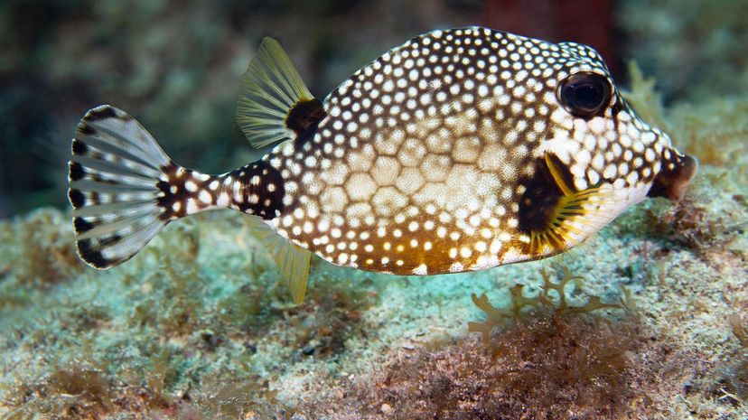 Spotted trunkfish