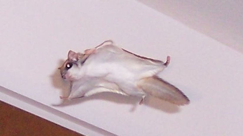 Flying Squirrel