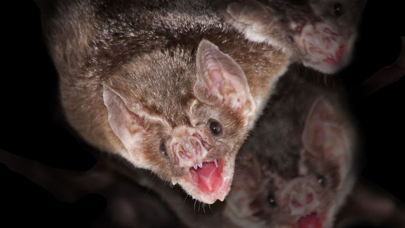 vampire bats