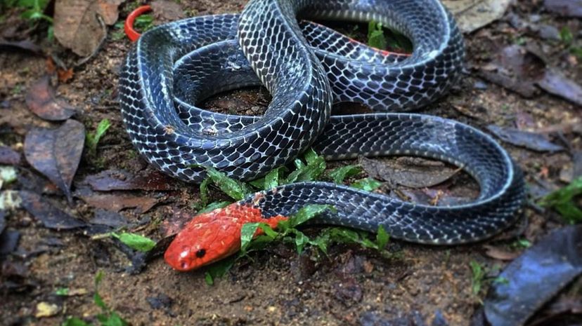 Red-headed Krait