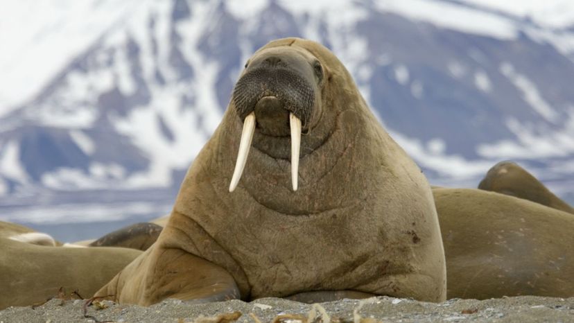 Walrus