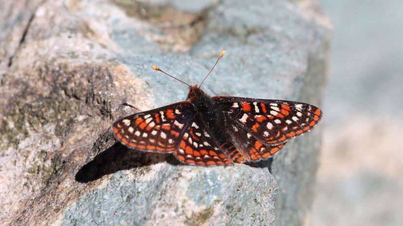 Edith's Checkerspot