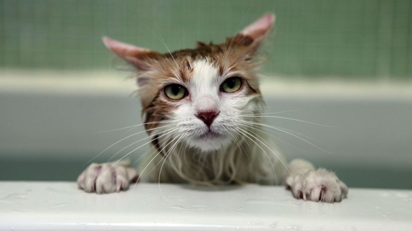 Kitty Bath