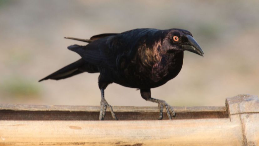 Giant Cowbird