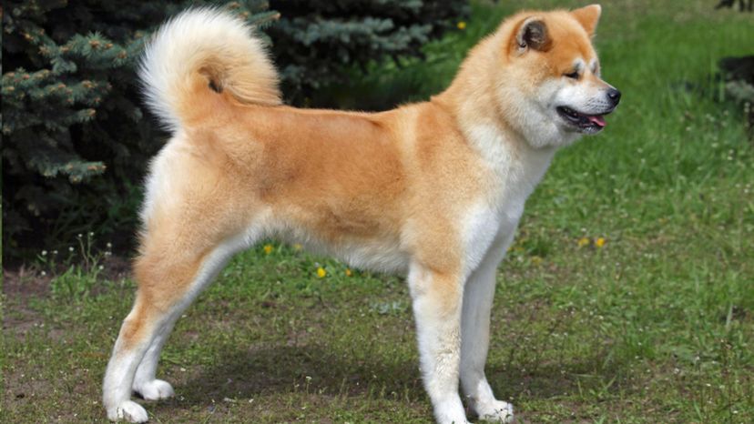 Japanese Akita