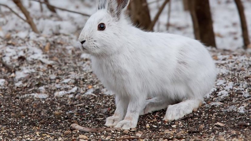 Snowshoe Hare