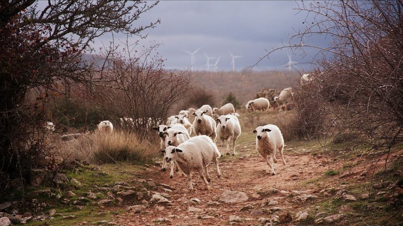 Sheeps running