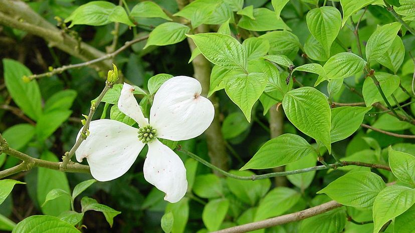 Flowering Dogwood