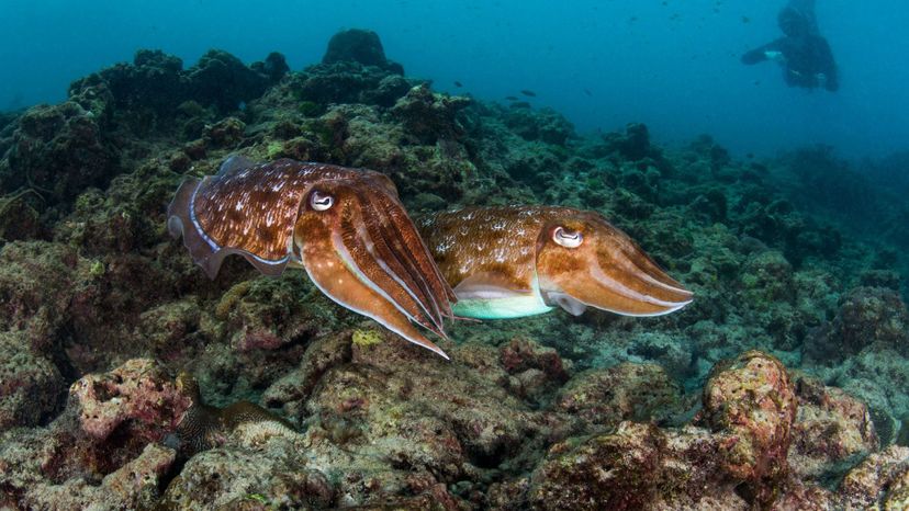 Cuttlefish