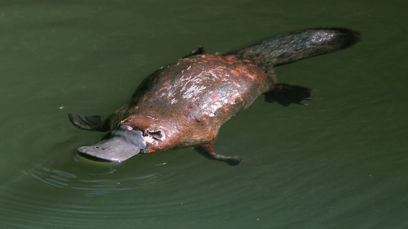 Platypus