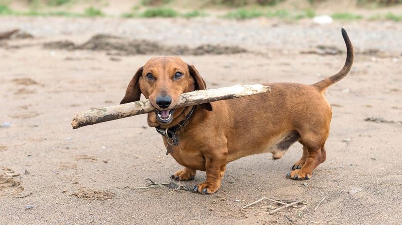 Dachshund