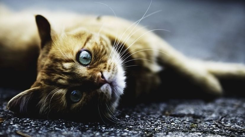 Cat lies on road