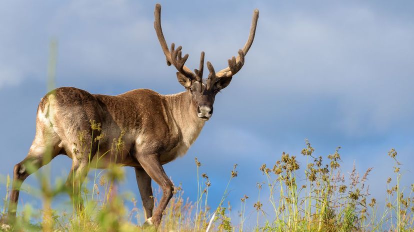 6 caribou