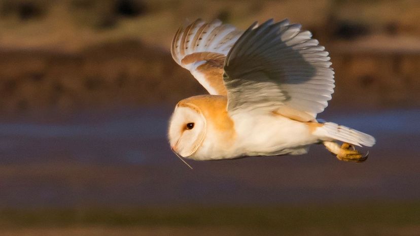 Barn Owl