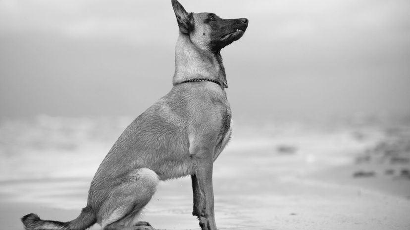 Belgian Malinois