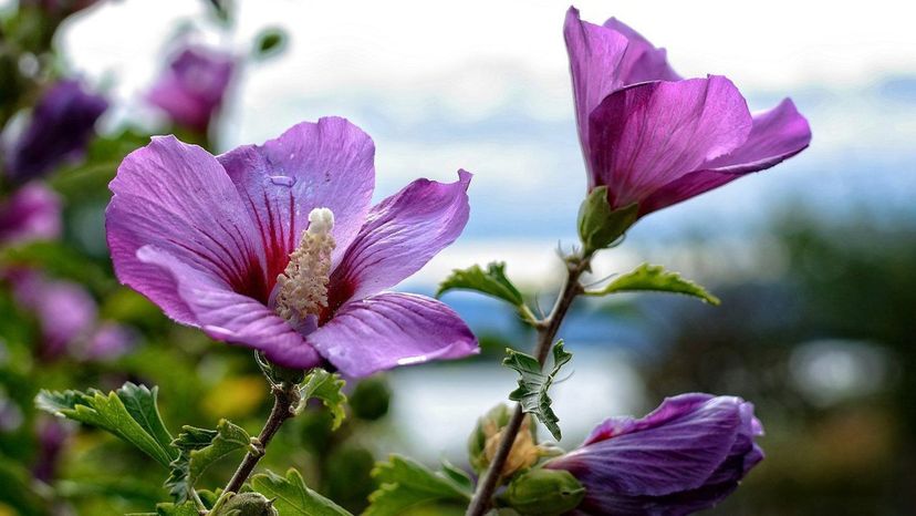hibiscus blossom