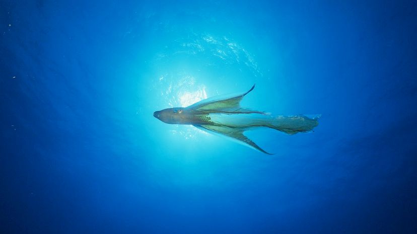 Blanket octopus