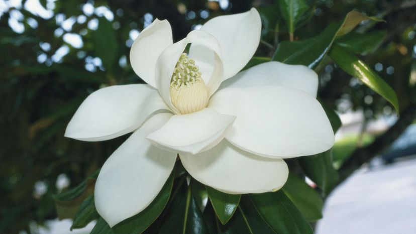 4 magnolia GettyImages-200341542-001
