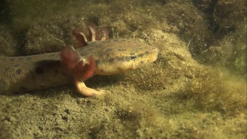 Mudpuppy