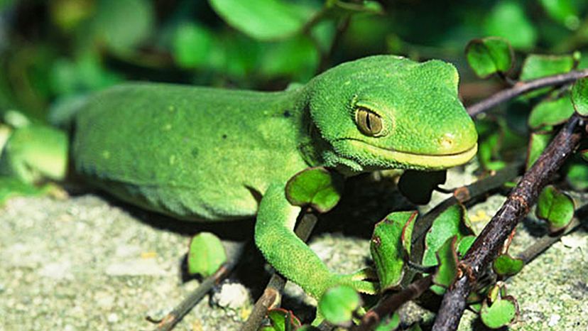 Marlborough green gecko