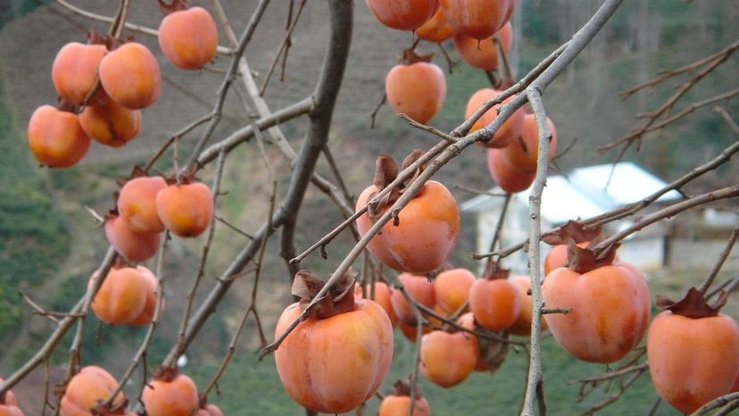 Persimmon