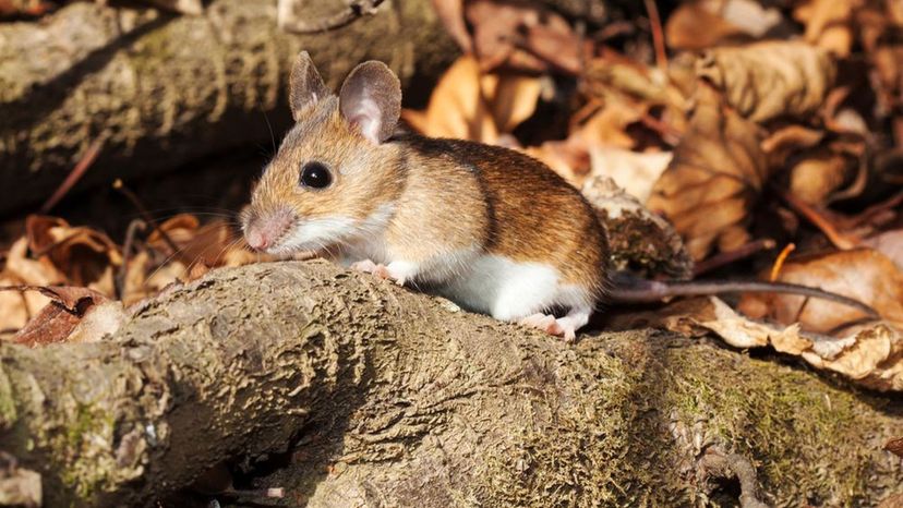 White-footed Mouse