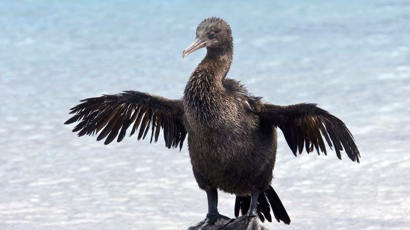 Flightless cormorant