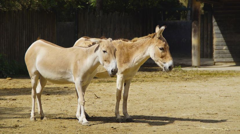 Onager Donkeys