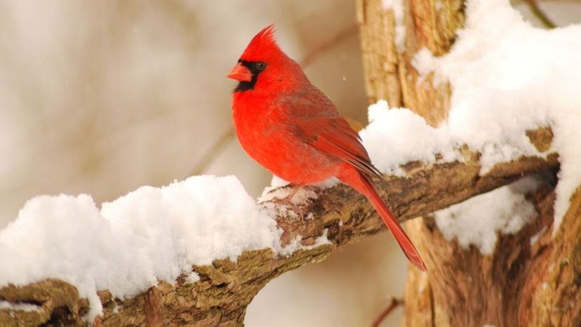 Northern Cardinal