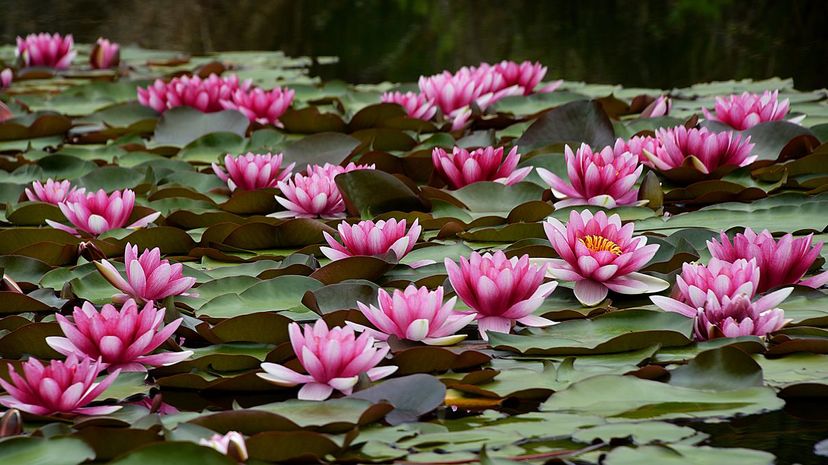 Water Lily