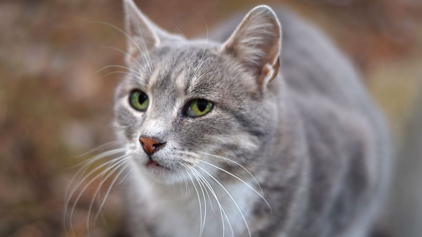 American Wirehair