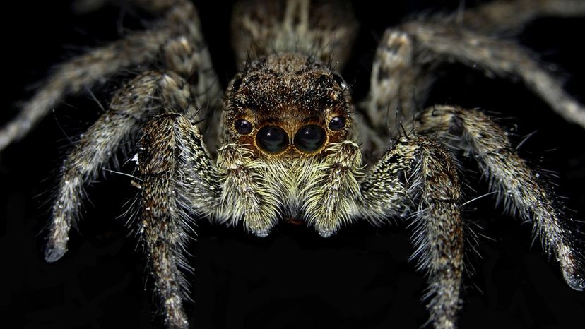 Tan Jumping Spider