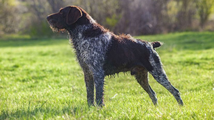 German Wirehaired Pointer