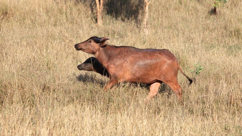 Australian Water Buffalo