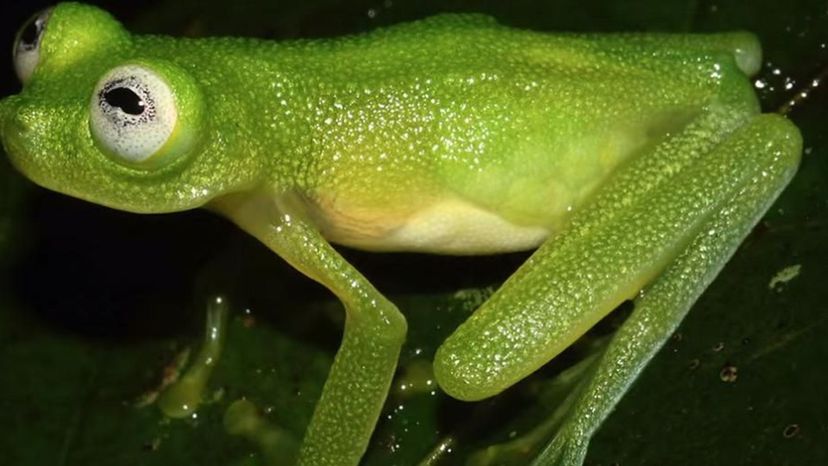 Diane's bare-hearted glass frog (Costa Rica)