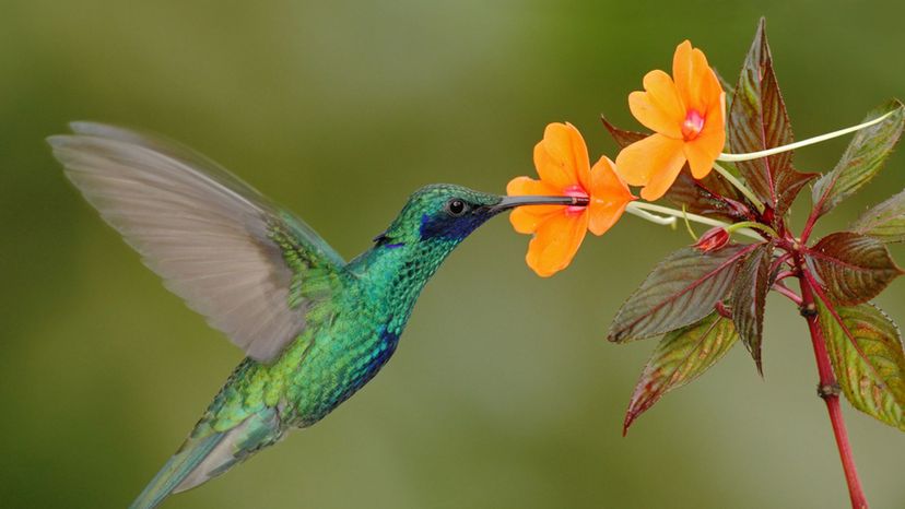 Hummingbird