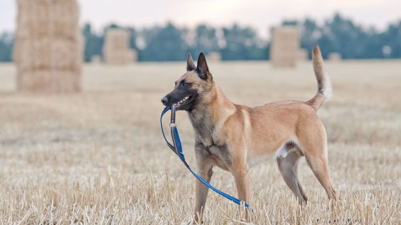 Belgian Malinois