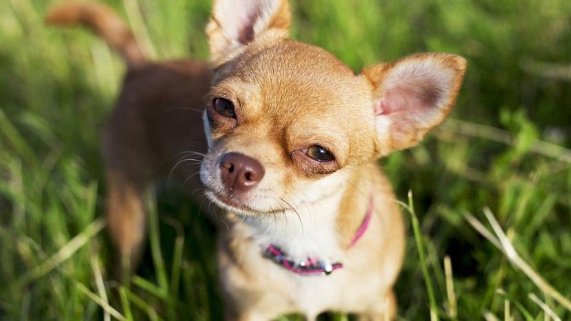 Chihuahua