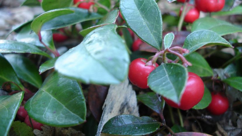 Wintergreen Berries