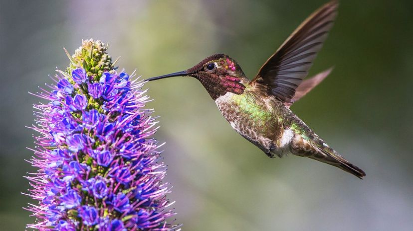 Hummingbird