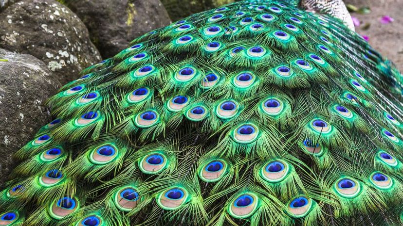 peacock