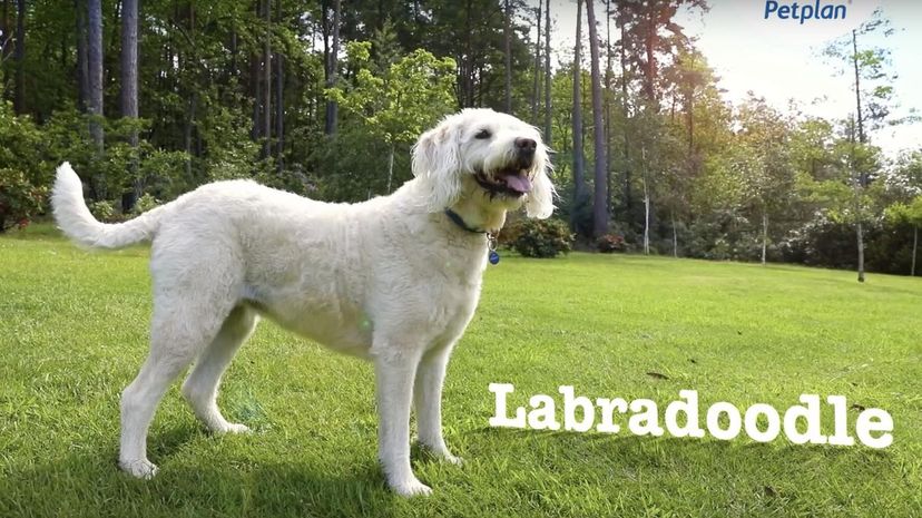 Labradoodle＂border=