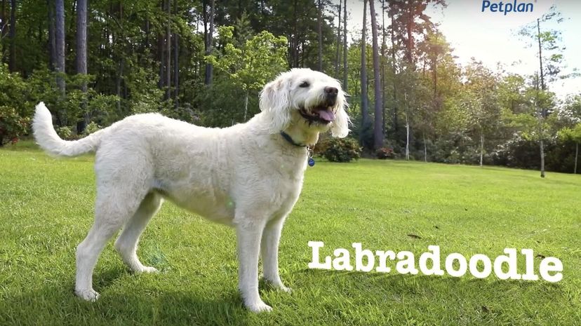 Labradoodle