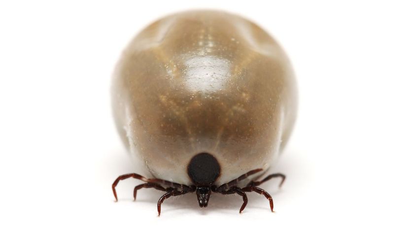 Fully fed tick