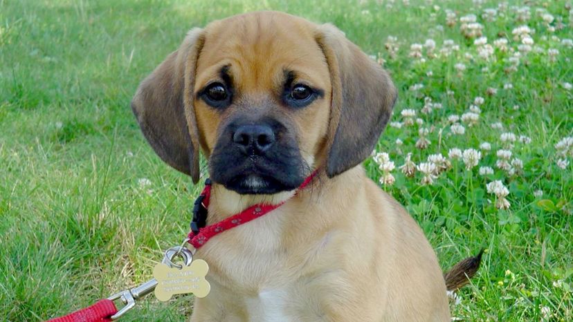 Puggle