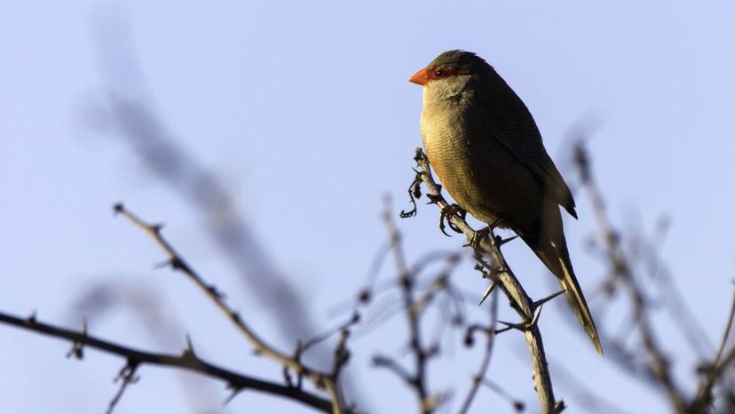 Common waxbill (bird)